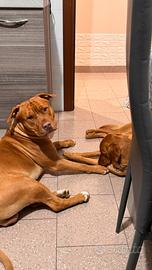 American pittbul terrier da monta