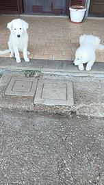 Maremmano Abruzzese