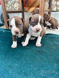 Disponibili cuccioli di Pitbull