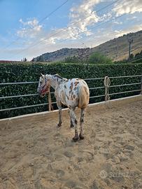 Cavalla