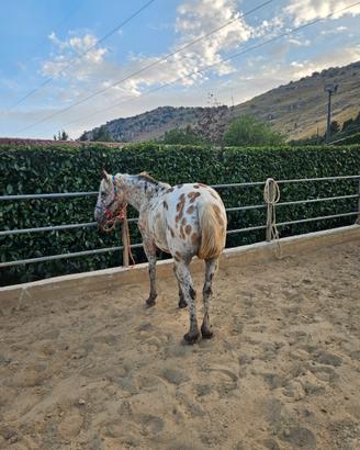 Cavalla