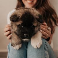 Cuccioli Akita Americano