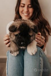 Cuccioli Akita Americano