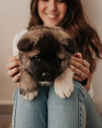 Cuccioli Akita Americano