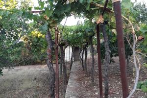 Terreno agricolo bari