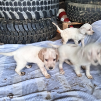 Cuccioli SETER originali