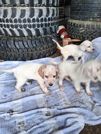 Cuccioli SETER originali