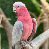 Cacatua roseicapilla