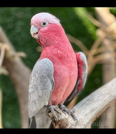 Cacatua roseicapilla