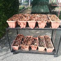 Carrello porta fragole