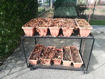 Carrello porta fragole