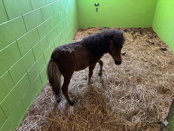 Pony