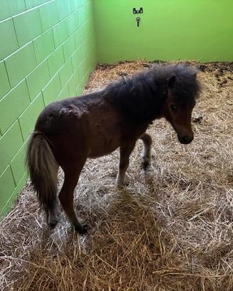 Pony
