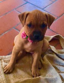 Pitbull terrier