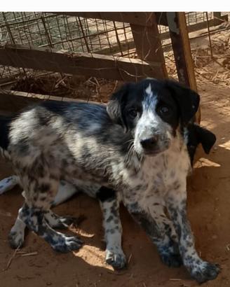 cucciolo in adozione 