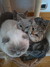 Scottish fold e straight