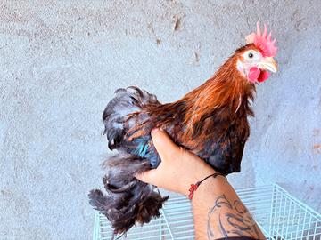 Gallo cocincina nana