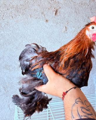 Gallo cocincina nana