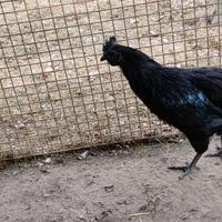 Gallo cemani