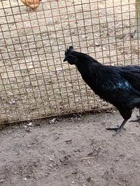Gallo cemani
