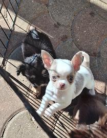 Chihuahua femmina con Pedigree