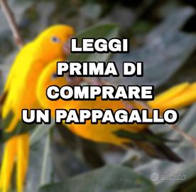 Pappagallo