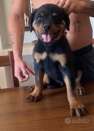 Cucciolo Rottweiler