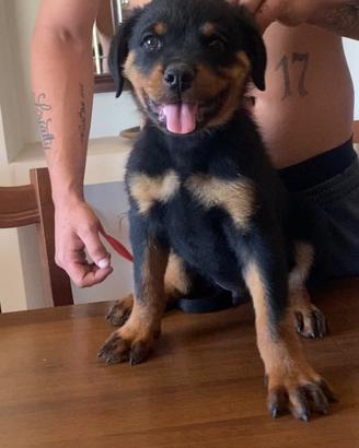 Cucciolo Rottweiler