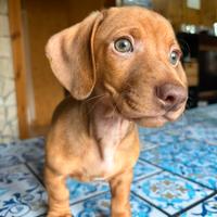 Cucciolo di bassotto nano