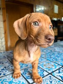Cucciolo di bassotto nano