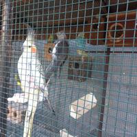 Pappagalli razza calapsity