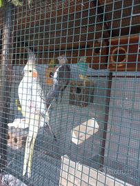 Pappagalli razza calapsity