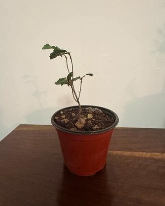 Pre bonsa Quercia da Ghianda (bonsai quercia)