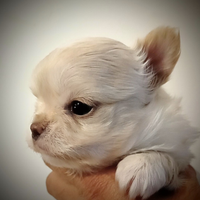 Chihuahua femmina a pelo lungo Enci