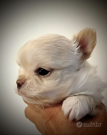 Chihuahua femmina a pelo lungo Enci