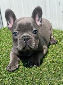 Bulldog francese