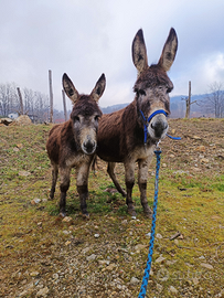 Asina con asinello