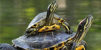 Splendida coppia di Tartarughe Grandi DI ACQUA