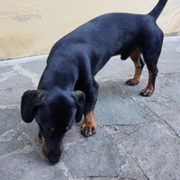 Bassotto per accoppiamento