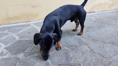 Bassotto per accoppiamento