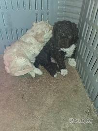 Lagotto Romagnolo