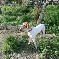 Pointer