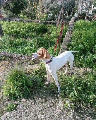 Pointer