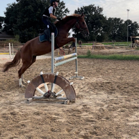 Cavalla sella italiana femmina 5 anni salto ostaco