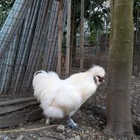 Gallo moroseta