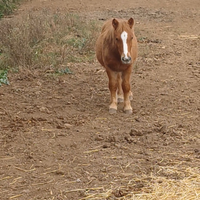 Pony piccola taglia