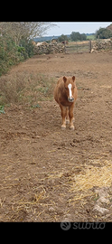 Pony piccola taglia