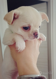 Cuccioli di Chihuahua