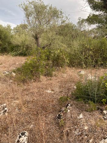 Campagna a sassari, caniga