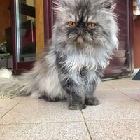 Gatto ipertipico puro